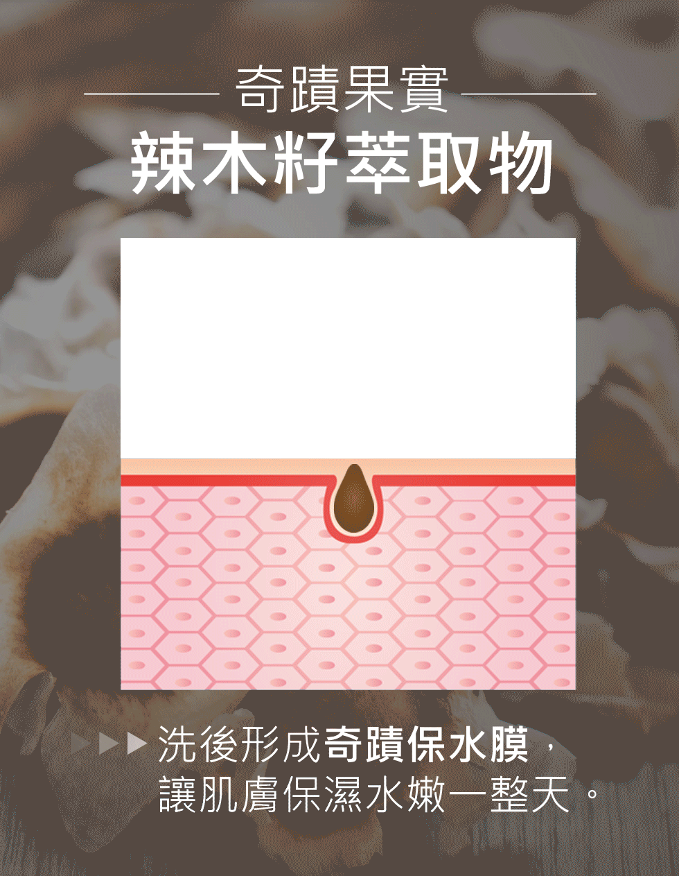 臉部出油 辣木籽萃取物 微晶 3D全能洗顏霜